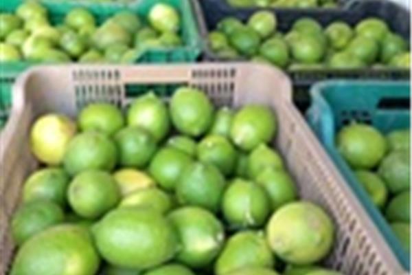 Citroenen (Verdeli) Vers aanbod in de winkel op 18 september en 19 september Webshop